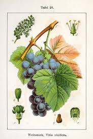 Image result for Vitis vinifera