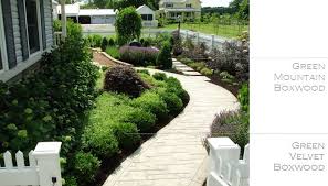 Boxwood Thinking Outside The Boxwood Green Mountain Boxwood Green Velvet Boxwood Boxwood Garden