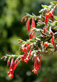 California Fuchsia Zauschneria Or Epilobium California Native Garden Fuchsia Flowers Fuchsia Plant