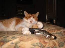 Funny Cat Photos Http Blog Esaba Com Funny Cat Photos Funny Cats Cats