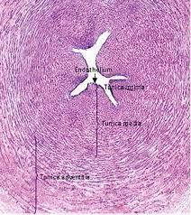 Histology Of Umbilical Cord In Mammals Intechopen