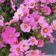Maybe you would like to learn more about one of these? Colorful Summer Annuals For The Full Sun Joy Us Garden