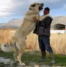 Turkish kangal dog is a breed of livestock guardian dog, perfect shepherd dog, originating from the kangal district in turkey. Is The Turkish Kangal The Strongest And Toughest To Defeat Dog On Earth Quora