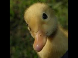 One has a pale bill and three have more golden bills. Pekin Duck Hatching Youtube