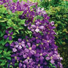 Known as the queen of the climbers. Van Zyverden Clematis Jackmanii Plant Set Of 1 Plant 830581 The Home Depot