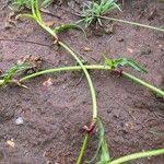 Image result for Commelina reptans