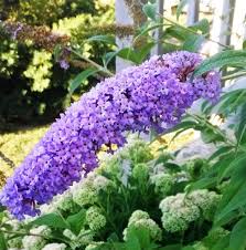 Check spelling or type a new query. Butterfly Bush Purple Gardenland Usa Improve Your Environment