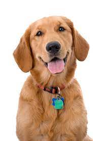 Head And Shoulders Portrait Of A Very Pretty Young Golden Retriever Goldenretriever Golden Retriever Old Golden Retriever Dog Books