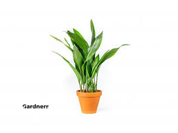 Image result for Kořenokvětka Aspidistra