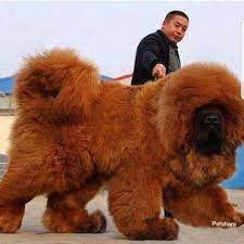 tibetan mastiff the lion dog in 2021 big dog breeds big fluffy dogs giant dog breeds