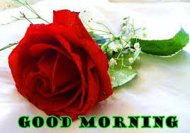 Red Rose Good Morning Image Hd Good Morning Rose Images Good Morning Roses Good Morning Flowers