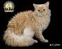 Selkirk Rex Kittens For Sale In Montana
