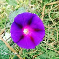 Image result for Ipomoea violacea