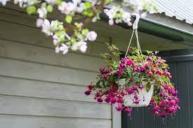 Shade tolerant flowers for hanging baskets. 8 Best Hanging Basket Plants Flowers For Shade
