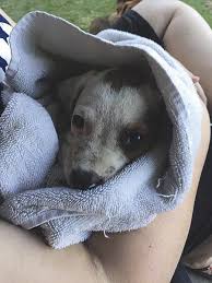 + why aren't all the dogs and puppies in foster homes listed on the website? Kevin Mcclintock Pet Dumping Overload Has Reached Joplin S Golden Paw Lifestyles Joplinglobe Com