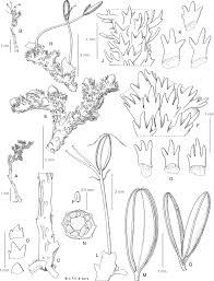 Image result for Hydrostachys insignis