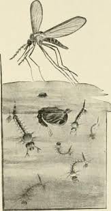 Some species of female mosquitoes lay eggs directly on the water, while others lay eggs in small a female can produce between 50 and 500 eggs in her first brood. How To Kill Mosquito Larvae In Backyard Ponds Fountains And Water Gardens How I Get Rid Of