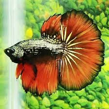 Beautiful Betta Orange Copper Samurai Ohm Male In 2020 Betta Fish Types Betta Fish Betta