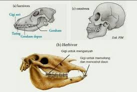 Maybe you would like to learn more about one of these? Tengkorak Hewan Herbivora Karnivora Omnivora Brainly Co Id