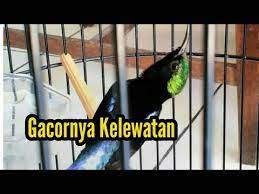 Suara Kolibri Ninja Cerewet