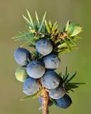 Juniper berry - Wikipedia