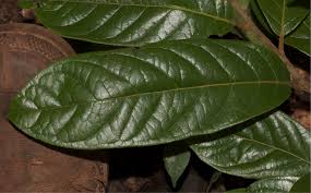Image result for Rhabdophyllum arnoldianum