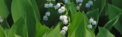 Come and experiences the best of downtown at valley tower apartments located in lafayette, indiana. Forcing Lily Of The Valley Melinda Myers