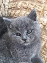 Ankara Beypazari Nda Satilik Kedi Satilik Hayvan