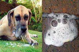 Mi Perro Vomita Espuma Blanca Causas Tratamiento Y Remedios