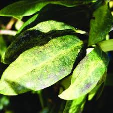 This wax covers the entire body. Pdf Identifying Treating And Avoiding Azalea And Rhododendron Problems Wsu Extension Manual Em091e