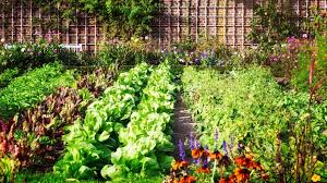 The rule of (green) thumb for companion planting is to note which family the vegetables come from, and think about planting vegetables from complementary families together. Companion Planting Guide Farmers Almanac