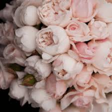 The key to growing a thriving peony is to make sure you plant at the proper time, plant correctly, and of course, care for it all throughout the year, even when they aren't necessarily in season. Flowers By Helen Brown Pretty Peony Peony Substitutes