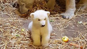 Photos, address, and phone number, opening hours, photos. Zoom Erlebniswelt Sucht Name Fur Eisbar Baby Abstimmung