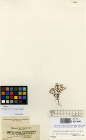 Image result for Polycarpaea eriantha