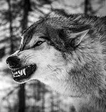 Check spelling or type a new query. Black Wolf Snarling Wallpapers Wolf Wallpapers Pro Wolf With Blue Eyes Wolf Eyes Black Wolf