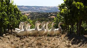 Turismo del vino in Sardegna. Visita in cantina alla scoperta di vino bio