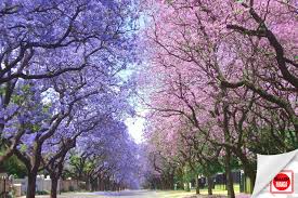 Se trata del décimo cuarto país más grande a nivel mundial, por debajo de naciones como rusia (la más grande) o estados unidos, con 9.374.596 kilómetros cuadrados. Cual Es El Parecido Entre Las Flores De Sakura Y Las Jacarandas