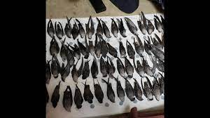 We are saddened by this very unusual and unfortunate event, and are very appreciative of the professionalism and response of our city partners who assisted (tuesday) last night. What Became Of 310 Birds That Crashed Into Nascar Museum Charlotte Observer