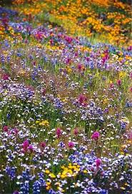 Table Mountain Wildflowers Near Oroville In Northern California California Wildflowers Wild Flowers Beautiful Flowers