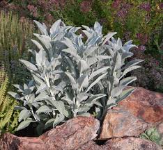 Sage grows well from seed but the plants do take a long time to reach the point where they can be harvested. Sage White Salvia Apiana Seeds Organic Strictly Medicinal Seeds