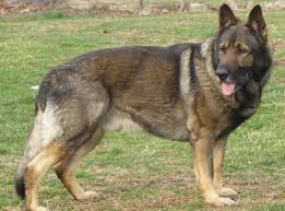 It's true, you can find free, german shepherd puppies for adoption. German Shepherd Help Change The World The Future Of The County Is Now