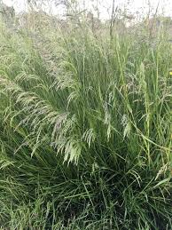 Image result for Deschampsia