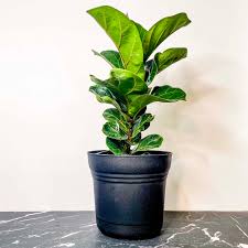 Image result for Ficus fischeri