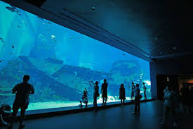 Find Out What Are The Must Sees At The Strait Of Karimata Java Sea Zone In The World S Largest Aquarium Akvaryum Resim