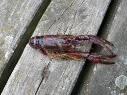 Eine anfrage lohnt sich immer. Roter Amerikanischer Sumpfkrebs Im Britzer Garten 29 08 2020 17 00 19 00 Uhr