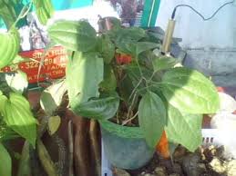 Jaga (third person singular past indicative jagaði, third person plural past indicative jagað, supine jagað). Ubi Jaga Photos Facebook