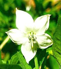 Image result for Capsicum annuum