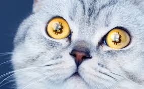 Bisq 15.1 can't connect to bitcoin network archive. Decentralized Exchange Bisq Sets New Record Bitcoin Trading Volume Bitcoinist Com