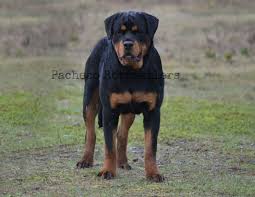Calling all new puppy pawrents! Rambo 6 Months Playing In The Rain Rottweiler Puppy Growing Fast Thembrows Handsome Rambo 6 Rottweiler Puppies
