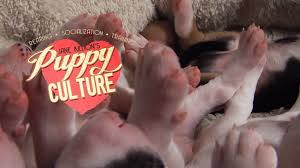 Dog breeder and owner jane killion, in her many years of interacting with a variety of dogs, came to realize that almost all the. M E Puppy Culture Review Miles Emma